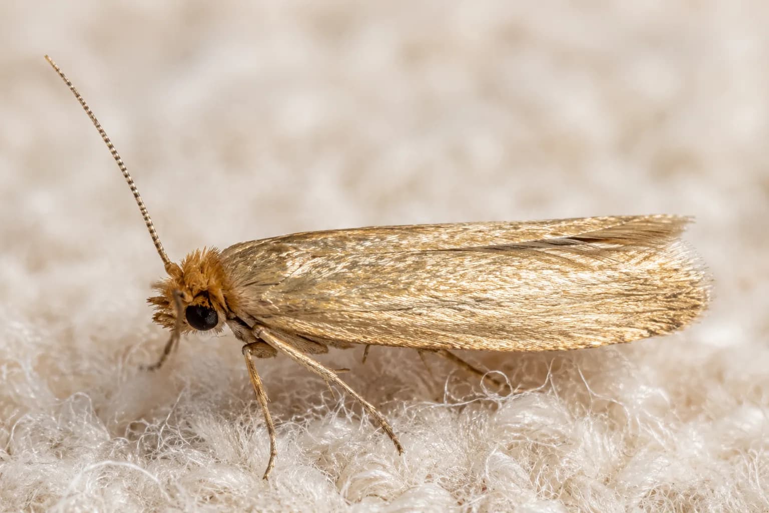 Kleidermotte (Tineola bisselliella) auf einem Wollstoff in Nahaufnahme – sie schleust den Befall ein