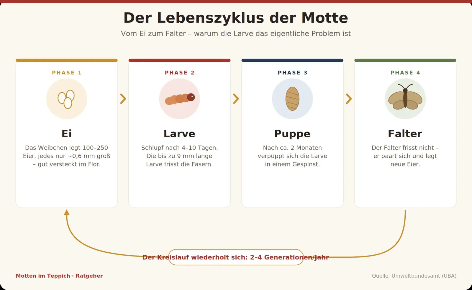 Infografik zum Lebenszyklus der Motte: Ei, Larve, Puppe und Falter im Kreislauf