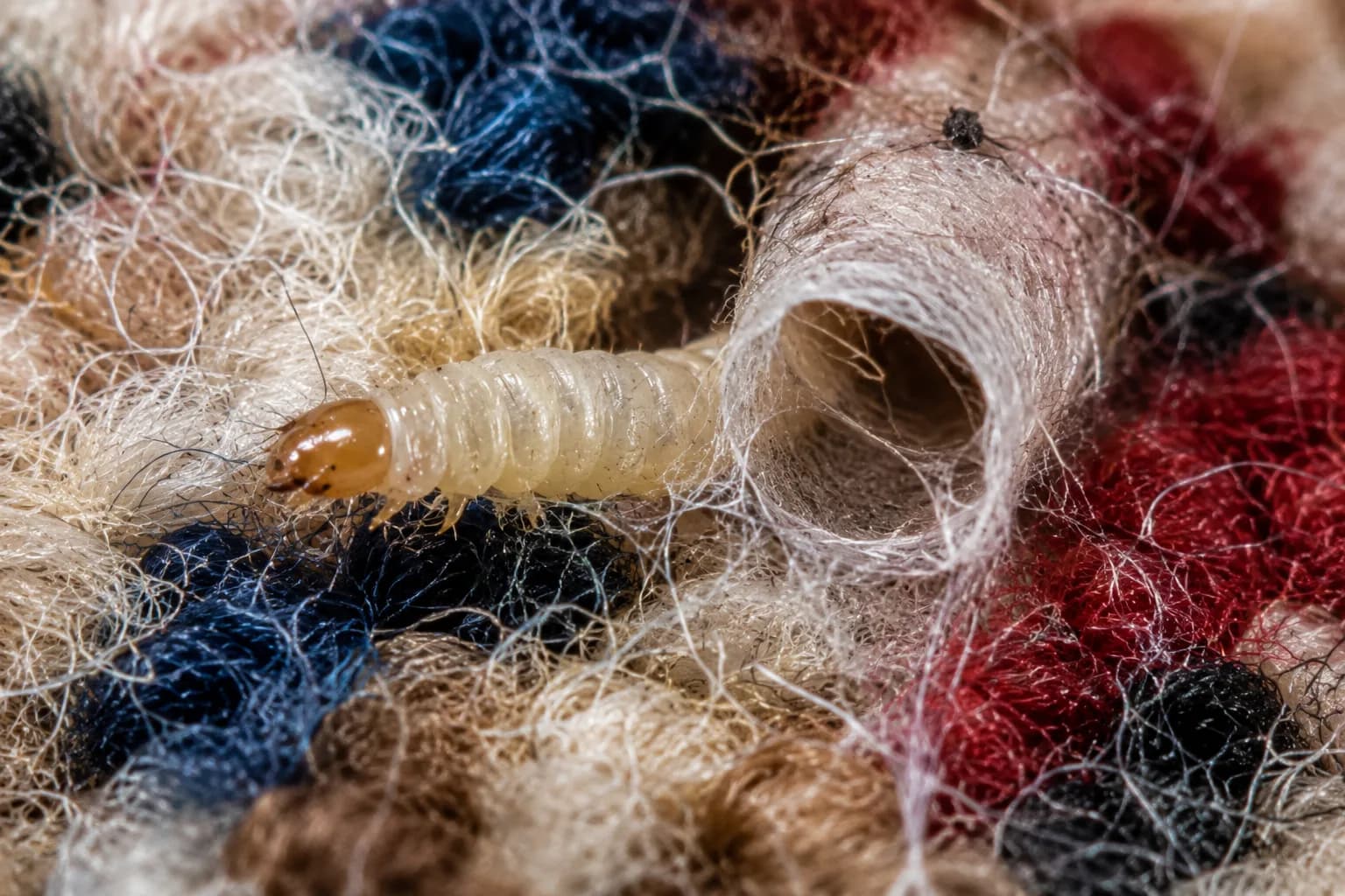 Mottenlarve mit Gespinströhre zwischen den Fasern eines Wollteppichs
